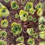 Aeonium balsamiferum 叶