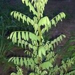 Indigofera arrecta Leaf