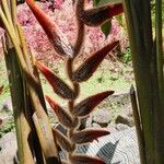 Heliconia vellerigera Flor