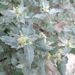 Atriplex laciniata Leaf