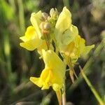 Linaria caesia Flor