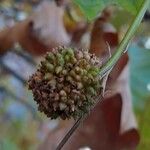 Platanus × hispanica Fruit