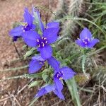 Tradescantia occidentalis Flor