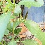 Ruellia tuberosa Froito