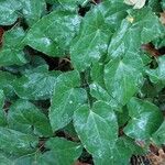 Asarum europaeum Leaf