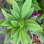 Rhododendron pulchrum Blatt