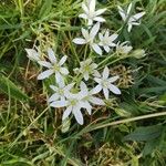 Ornithogalum umbellatumKukka