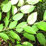 Diospyros crassiflora Folha