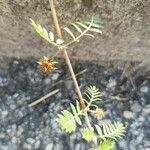 Tribulus terrestris Flower