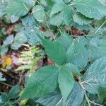 Rubus foliosus Blatt