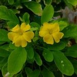 Oxalis frutescens Хабит