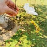 Ipomoea arborescens Fruit