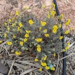 Helianthemum syriacum Flor