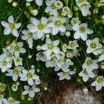 Sagina glabra Flower