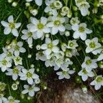 Sagina pilifera ফুল