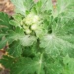 Tanacetum parthenium Hábito