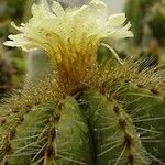 Parodia magnifica Кветка