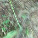 Arisaema dracontium Leaf