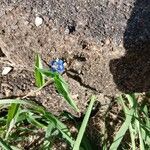 Commelina cyanea Flor