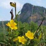 Linum campanulatum Blüte