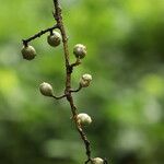 Lannea welwitschii Frucht