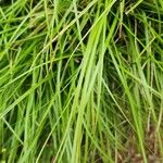 Carex echinata 葉