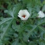 Hibiscus trionum Květ