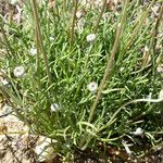 Chaenactis glabriuscula Hábito