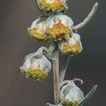 Artemisia alba Blüte