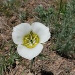 Calochortus gunnisonii Λουλούδι