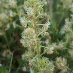 Sesamoides pygmaea Flower