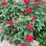 Pentas lanceolata花