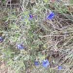 Lithodora fruticosaЦвят