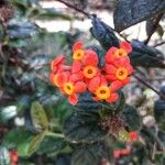 Rondeletia odorata Flower