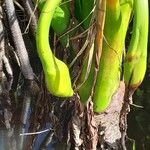 Typhonodorum lindleyanum ফুল