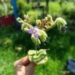 Tinantia erecta Blüte