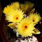 Ferocactus cylindraceus 花