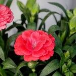 Dianthus caryophyllus Прочее