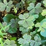 Oxalis hispidula Ліст