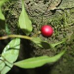 Eugenia oerstediana Fruit