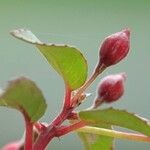 Fuchsia × standishii Leaf