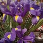 Iris xiphium Fiore