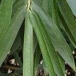 Phyllostachys sulphurea Лист