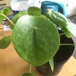 Pilea peperomioides 葉