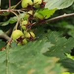 Crataegus submollis Fruit