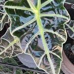 Alocasia spp. Blad