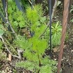 Delphinium ajacis Leaf