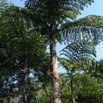 Caryota urens Leaf