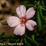 Frankenia ericifolia Blomst