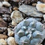 Turbinicarpus lophophoroides List